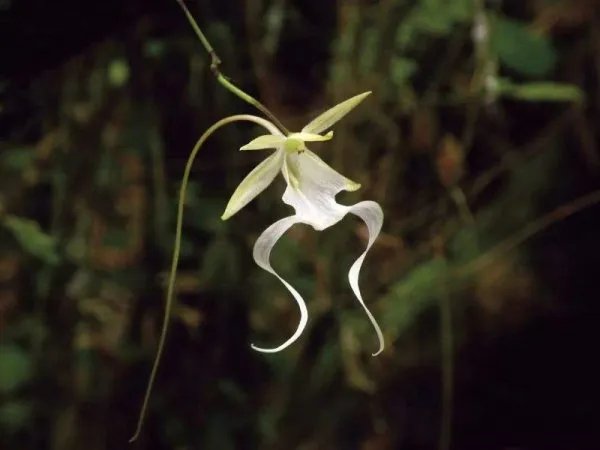 喜马拉雅山帝王花图片？