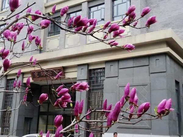 村民不想惊动大熊猫苦等1小时，如何评价村民的行为？