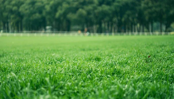 下雨前动物的表现 下雨前动物们的征兆