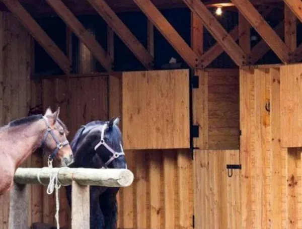 学马术有什么好处