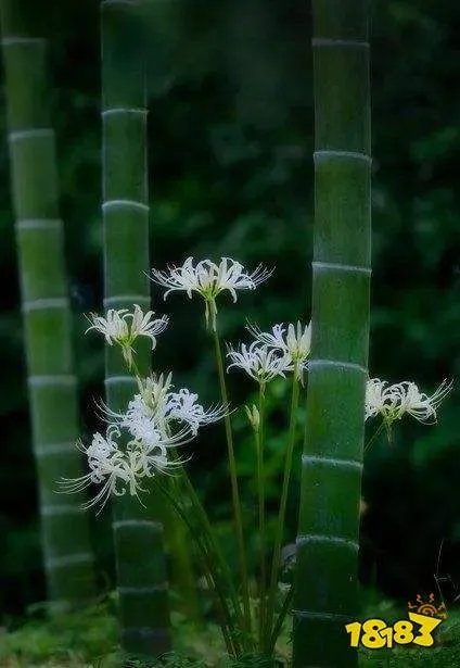大熊猫爱吃的竹子实际上是什么 其实是草还是树