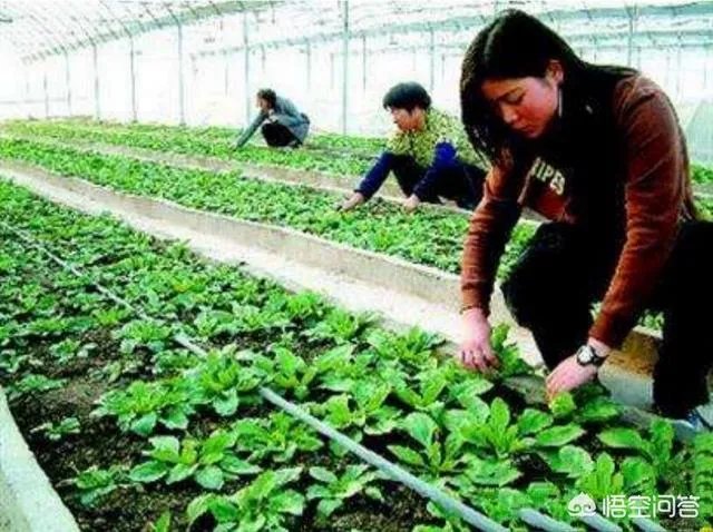 全国蔬菜价格上涨，你怎么看？