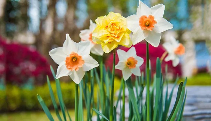 水仙不开花歇后语 水仙不开花的歇后语下一句是什么