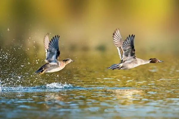 45种野生动物年底前停止养殖，有哪种动物你觉得不应限制养殖？