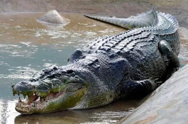 世界体型最大的十大鳄鱼，美洲鳄上榜，第二是世界最大的爬行动物