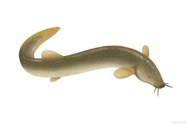 红狼牙鰕虎鱼能吃吗?红狼牙鰕虎鱼如何繁殖呢?生长习性是什么样子的?