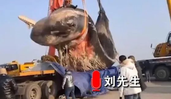 大连渤海海域巨头抹香鲸搁浅，体长多少？