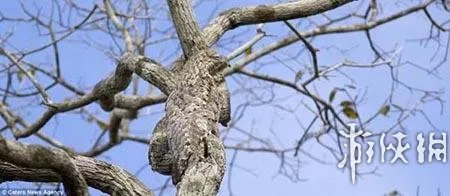 巨蛇伪装成莲蓬头吓死宝宝了！动物界的15大