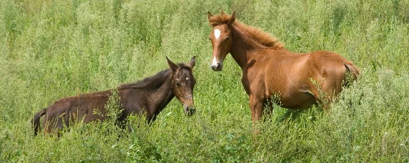 属马人2020年下半年运势如何 属马人2020下半年运势大全