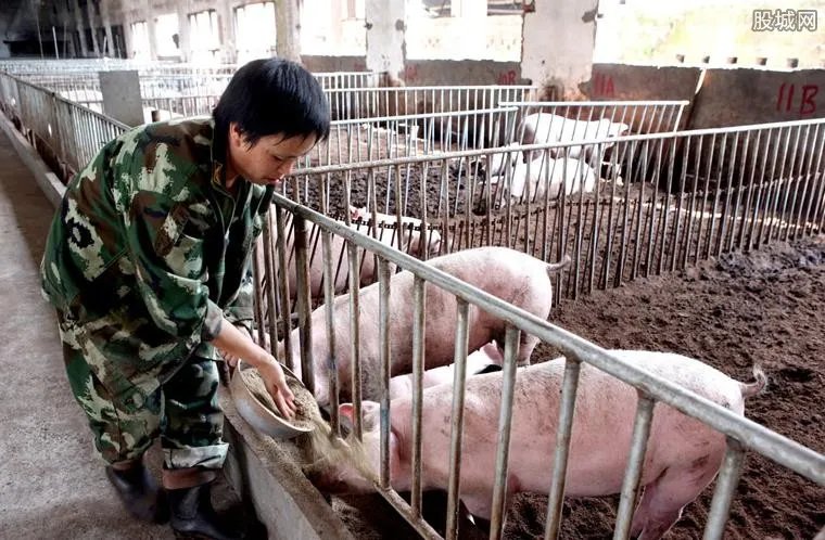 广东现猪口蹄疫疫情 对当地猪肉市场有何影响