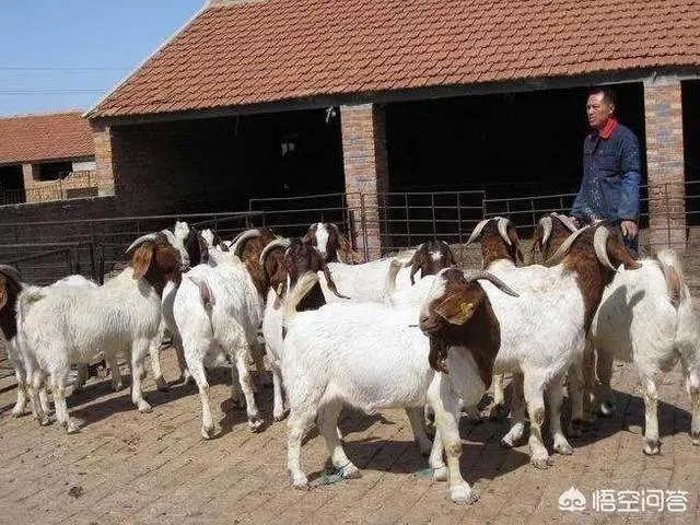 为何纯种小尾寒羊少了呢？