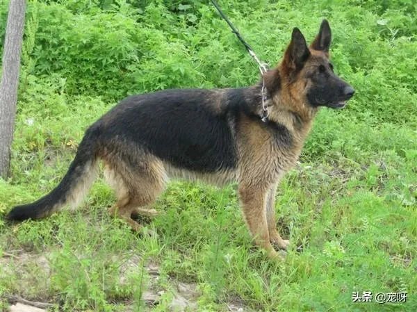 2019年德国牧羊犬幼犬价格多少钱？为什么？如何养？