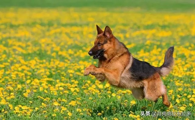 2019年德国牧羊犬幼犬价格多少钱？为什么？如何养？