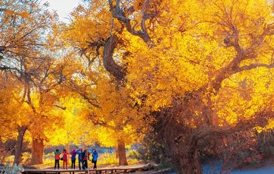 关于胡杨林的资料？