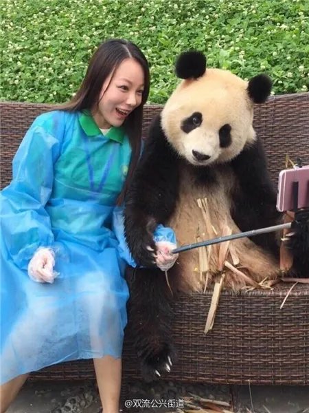 萌翻了!大熊猫与妹子合影居然会自己找角度