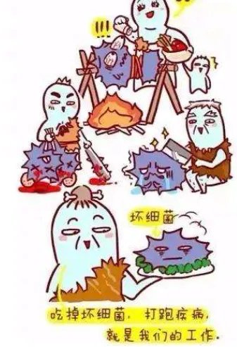 白细胞介素的作用