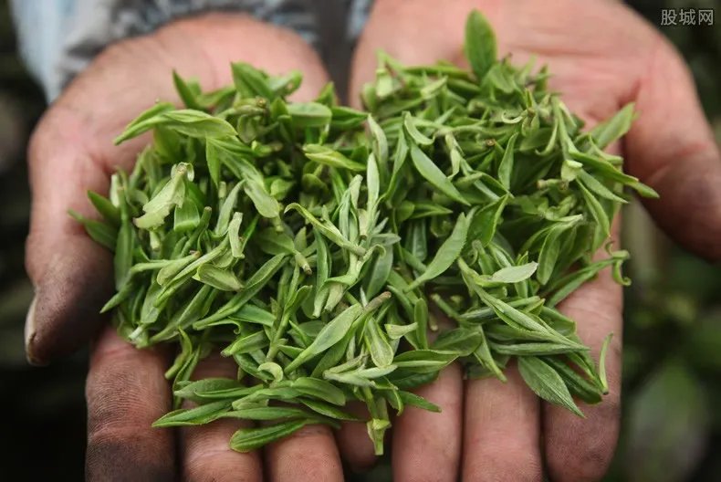 茶企3000吨茶叶被泡老板痛哭 大概损失多少钱？