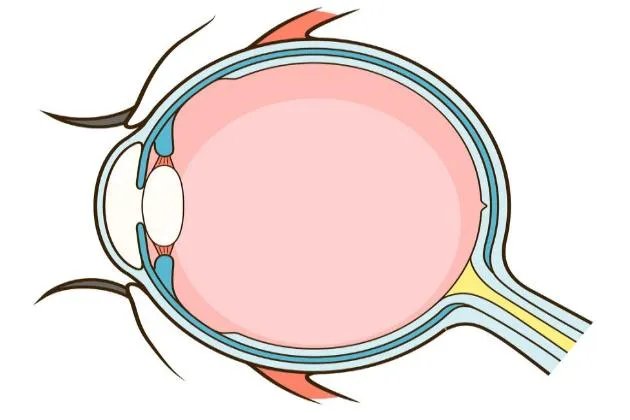 眼部图片