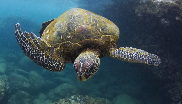 世界上体型最大的海龟是什么龟 世界上体型最大的海龟是什么品种