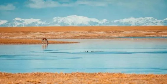 当年可可西里震惊世界的报道