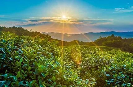 《二十四诗品》作者是谁？主要内容是什么？