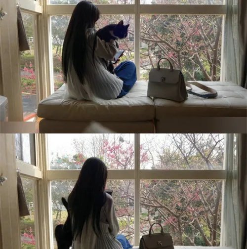 郭碧婷抱猫咪赏樱画面美腻 为何美人被称为“国民老公”