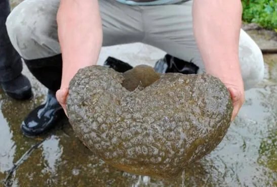 左海湖水怪是什么动物生物 像果冻全身布满血丝