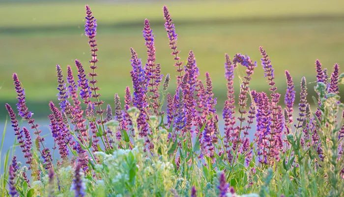 薰衣草的产地 薰衣草的产地是哪里