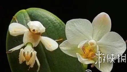 巨蛇伪装成莲蓬头吓死宝宝了！动物界的15大