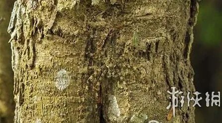 巨蛇伪装成莲蓬头吓死宝宝了！动物界的15大