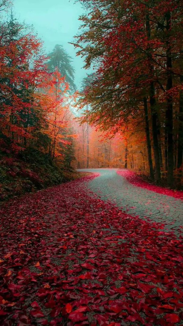 河北秦皇岛市民捡到万元大金镯子，结果三个市民来认领，你怎么看？