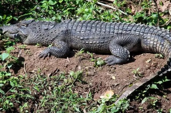 世界体型最大的十大鳄鱼，美洲鳄上榜，第二是世界最大的爬行动物