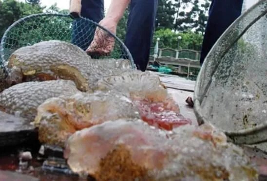 左海湖水怪是什么动物生物 像果冻全身布满血丝