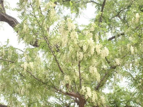 槐树的资料是怎样的 槐树分哪些种类