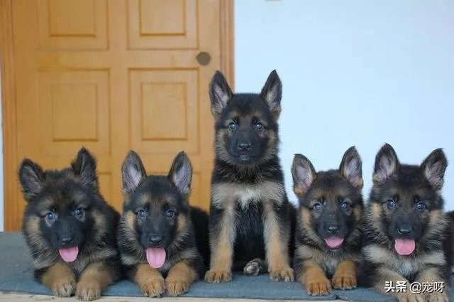 2019年德国牧羊犬幼犬价格多少钱？为什么？如何养？