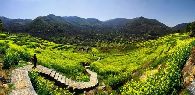 绍兴的梯田油菜花开了吗？好看吗？