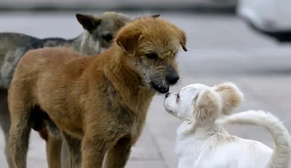 小狗挑衅大狗，男子踹大狗致老人摔倒，男子的行为有何不妥呢？