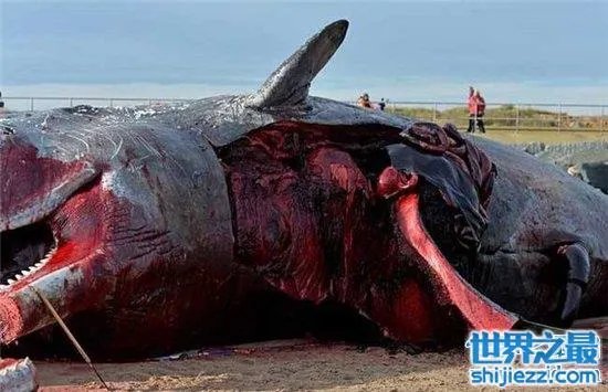 巨头鲸爆炸毫无预兆，居然在死后尸体自然爆炸 