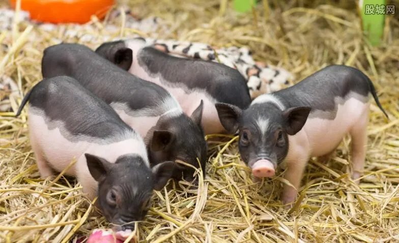 猪价连跌14周 全国养猪的上市公司有哪几家？