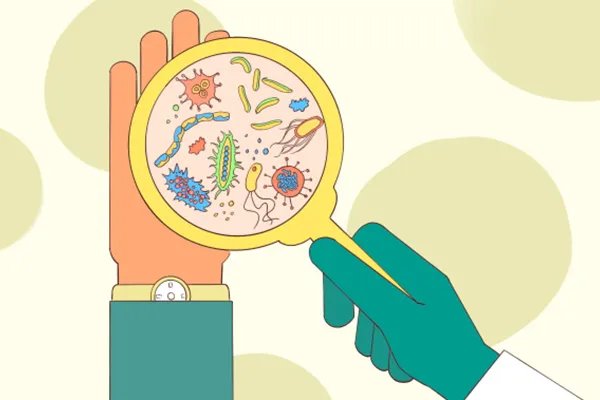 黄连的功效与作用及食用方法