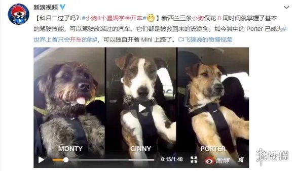 小狗8个星期学会开车 世界上首只会开车的狗