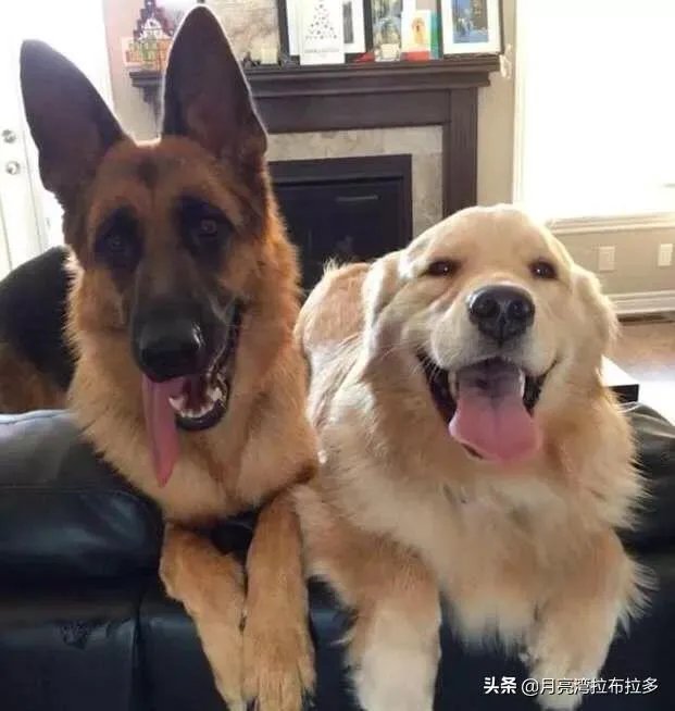 2019年德国牧羊犬幼犬价格多少钱？为什么？如何养？