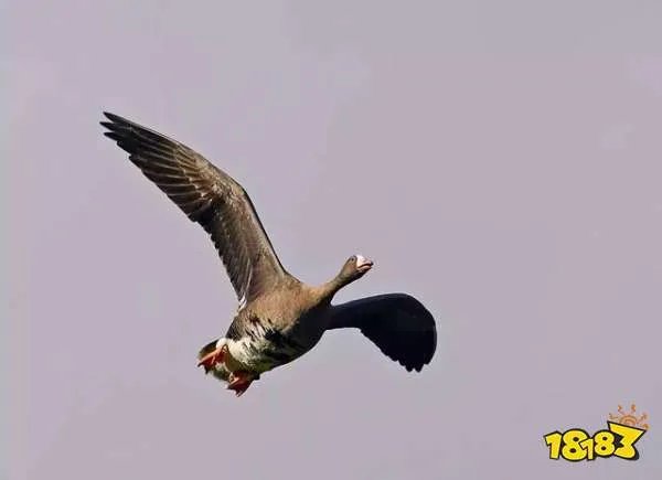 家里饲养的大鹅，他们的祖先都是天鹅还是野雁