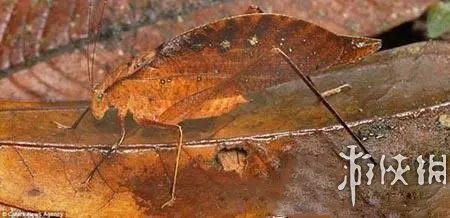 巨蛇伪装成莲蓬头吓死宝宝了！动物界的15大