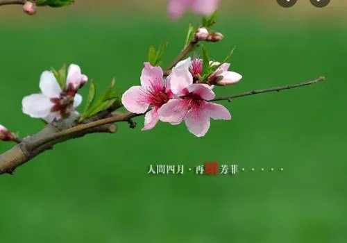 四月你好图片唯美图片及说说 三月再见四月你好句子正能量说说精选