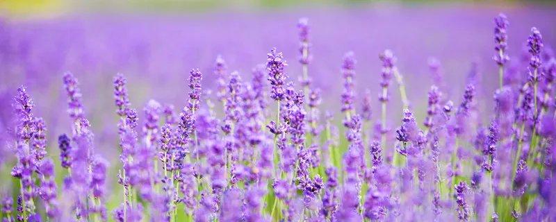 薰衣草的产地 薰衣草的产地是哪里