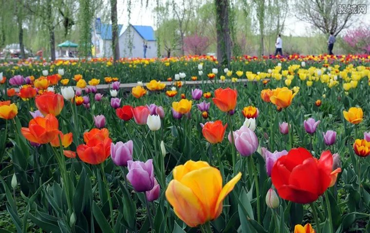 荷兰销毁百万束鲜花 民众购花需求不复存在