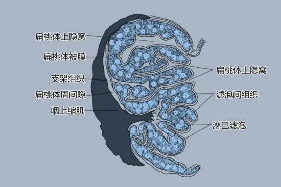 咽扁桃体和腭扁桃体位置