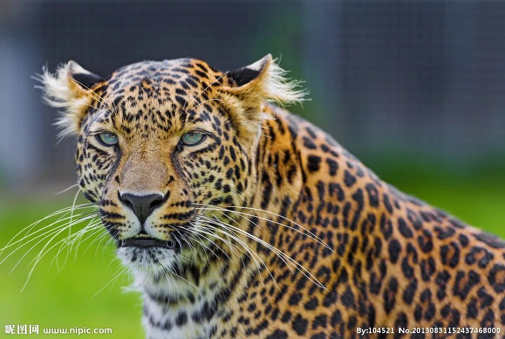 桑给巴尔豹有多大多厉害长得太狰狞了图 还好灭绝了不然人类惨了