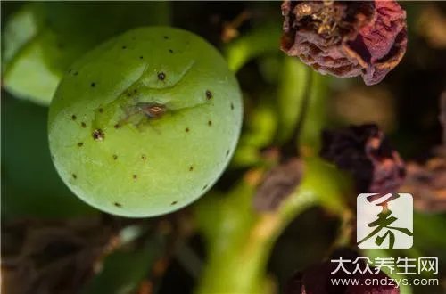 有白蚁怎么办?白蚁的防治方法